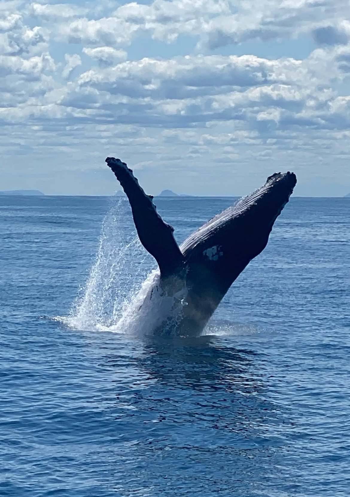 Activities on Tangalooma 17 Whale Watching (Tangalooma accommodation, Moreton Island beach house holiday accommodation)
